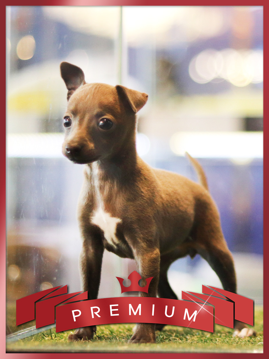 이탈리안그레이하운드 분양