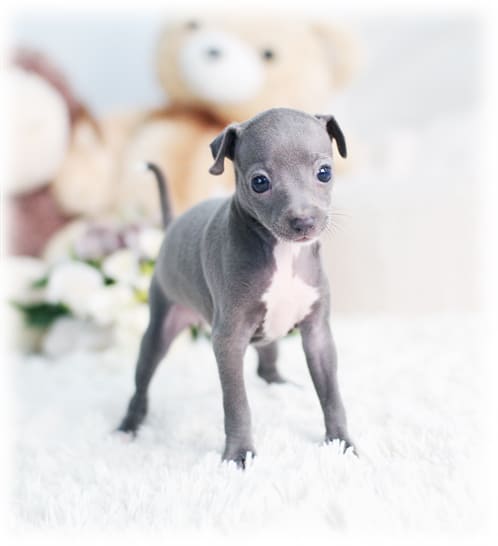 이탈리안그레이하운드 분양