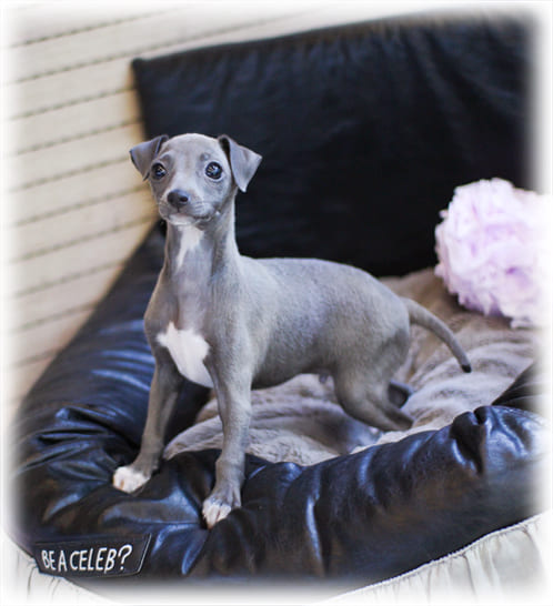 이탈리안그레이하운드 분양