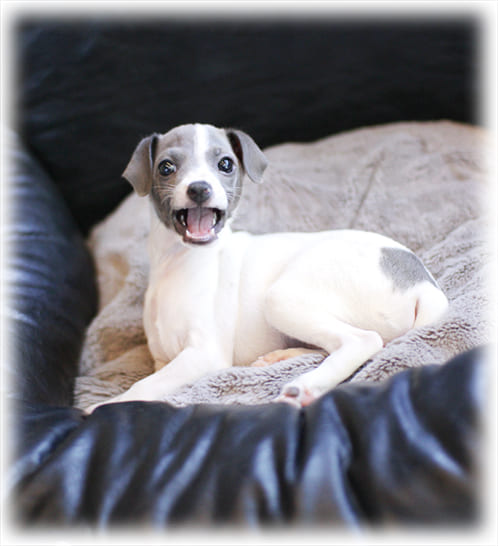 이탈리안그레이하운드 분양