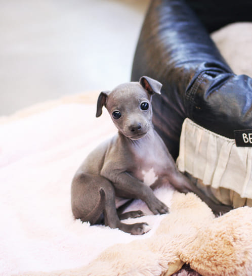 이탈리안그레이하운드 분양