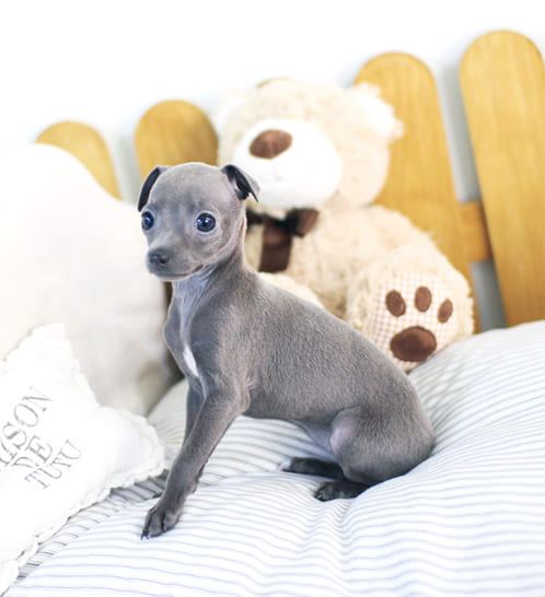 이탈리안그레이하운드 분양