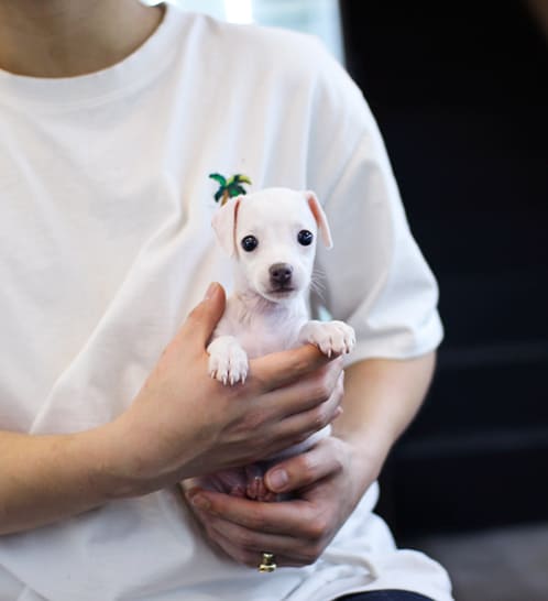 이탈리안그레이하운드 분양