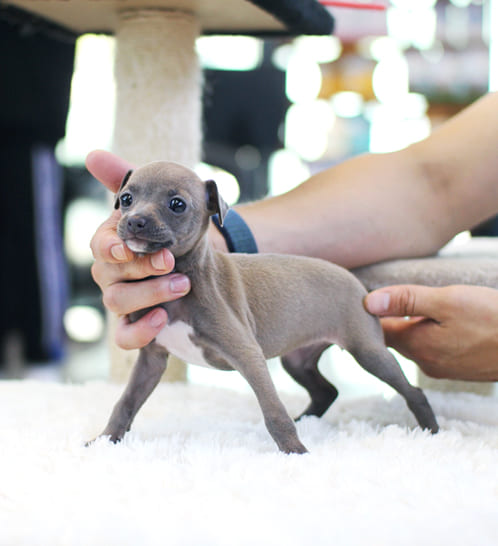 이탈리안그레이하운드 분양