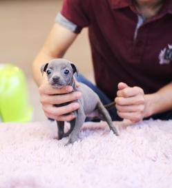 이탈리안그레이하운드 분양