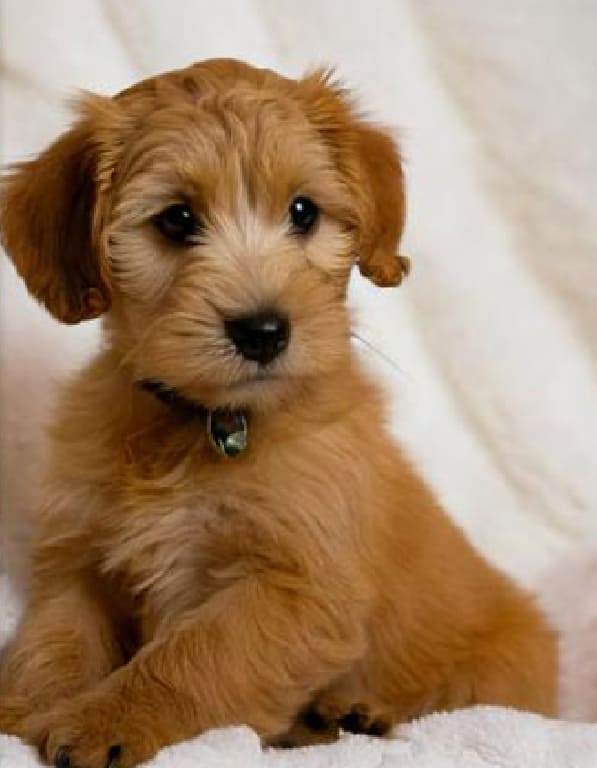 래브라두들 분양