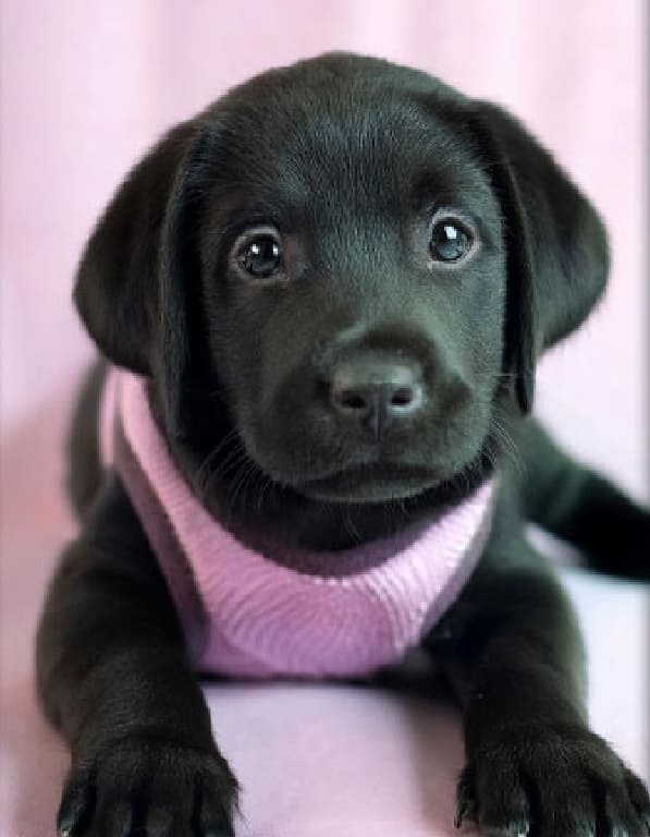 래브라도리트리버 분양