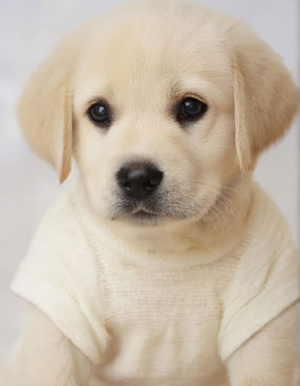 래브라도리트리버 분양