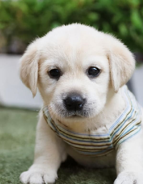 래브라도리트리버 분양