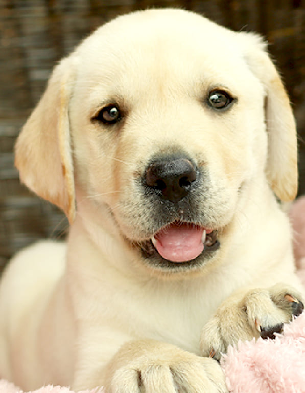 레브라도리트리버 분양