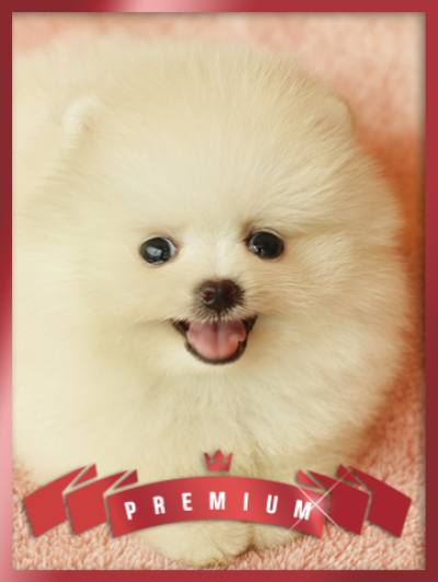 포메라니안 분양