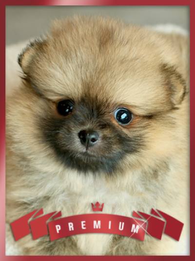 포메라니안 분양