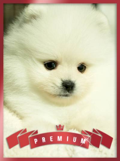 포메라니안 분양