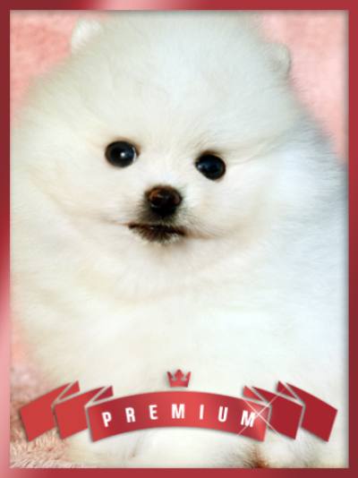 포메라니안 분양