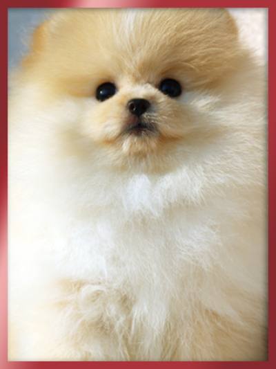 포메라니안 분양