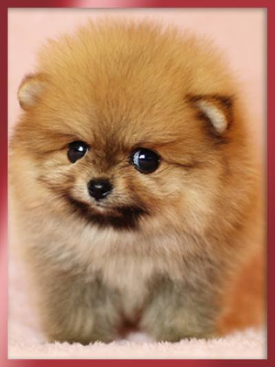 포메라니안 분양