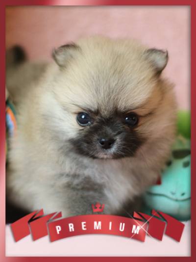 포메라니안 분양