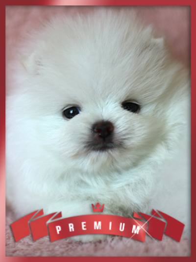 포메라니안 분양