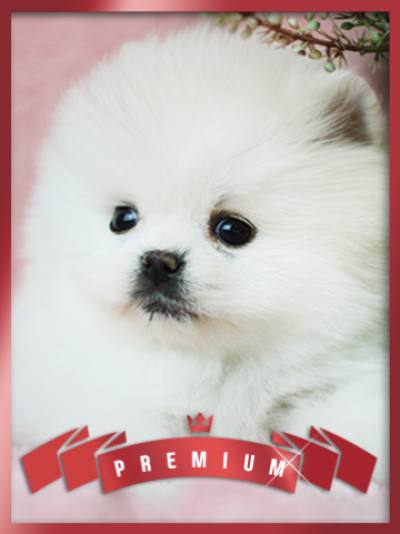 포메라니안 분양