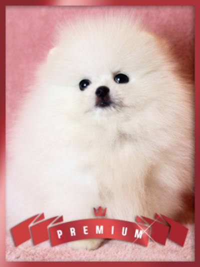 포메라니안 분양