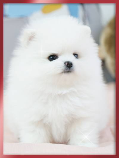 포메라니안 분양