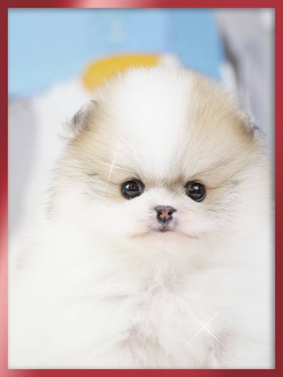 포메라니안 분양