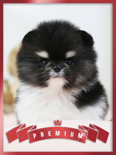 포메라니안 분양