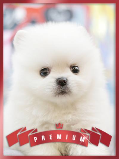 포메라니안 분양