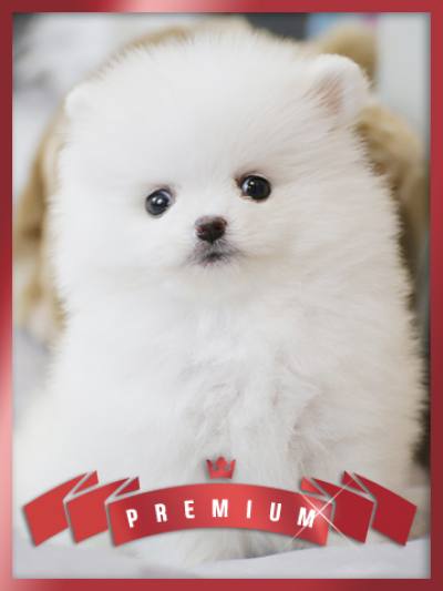 포메라니안 분양