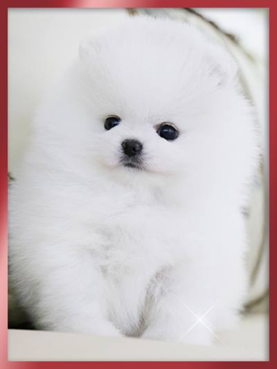 포메라니안 분양