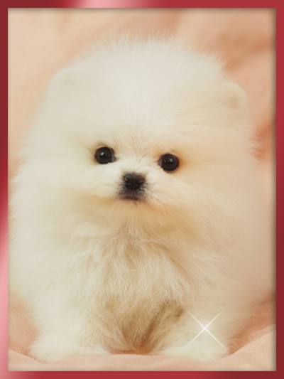 포메라니안 분양