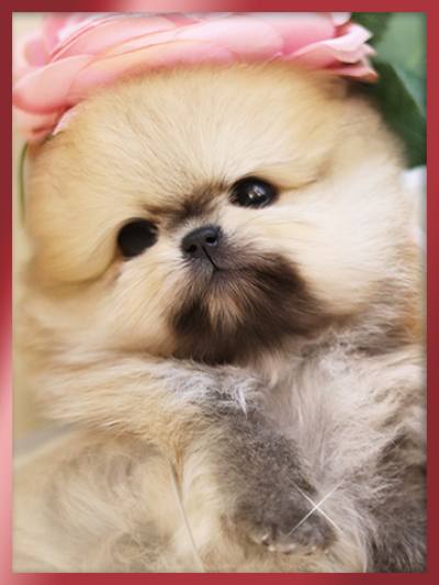 포메라니안 분양