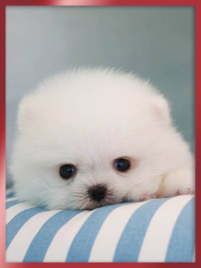 화이트 포메라니안 분양