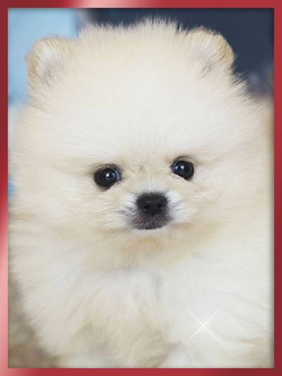 크림포메라니안 분양