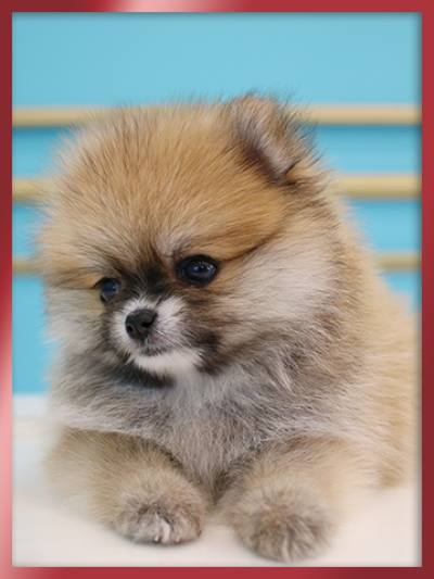 세이블 포메라니안 분양