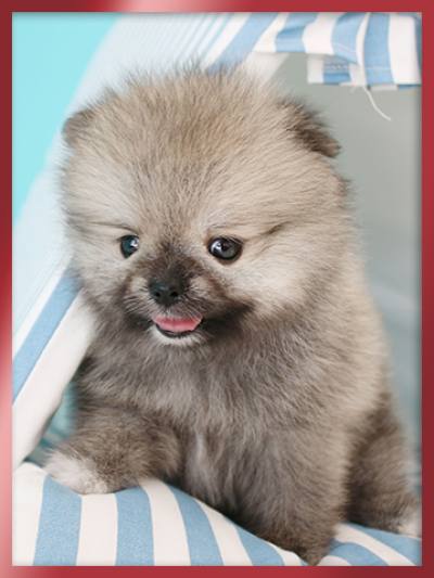 세이블 포메라니안 분양