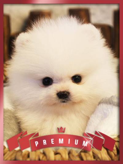 화이트 포메라니안 분양