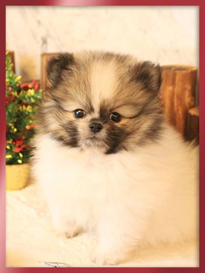 포메라니안 분양