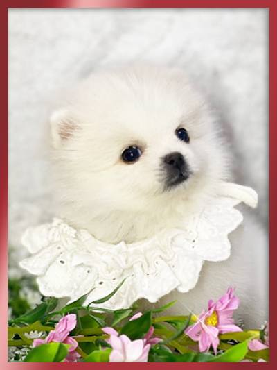 포메라니안 분양