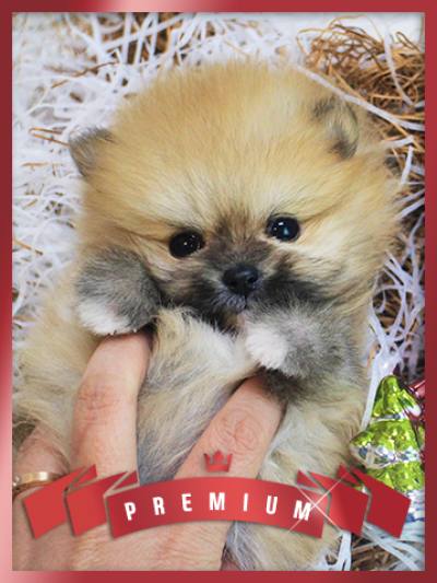 세이블 포메라니안 분양