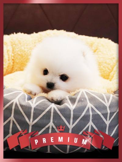 포메라니안 분양