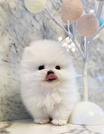 포메라니안 분양