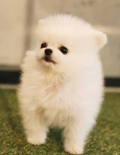 포메라니안 분양