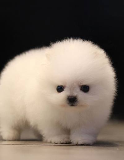 포메라니안 분양