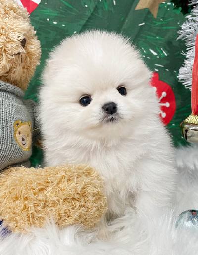 포메라니안 분양