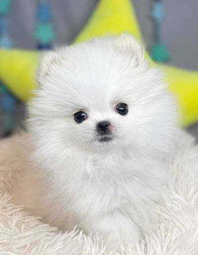 포메라니안 분양