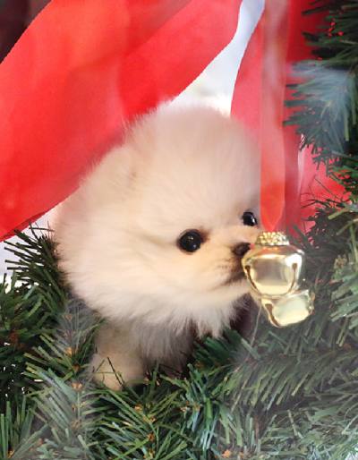 포메라니안 분양