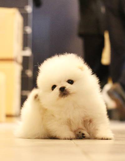 포메라니안 분양