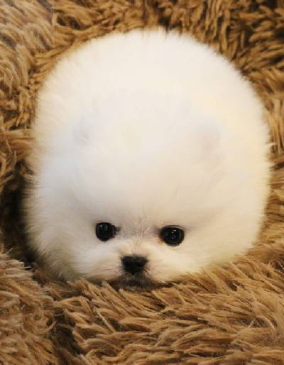 포메라니안 분양