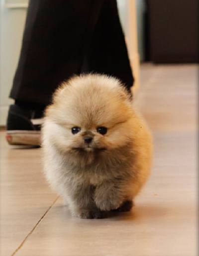 포메라니안 분양